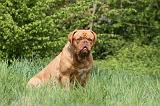 DOGUE DE BORDEAUX 092